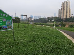 鸭嘴公园开满车前草