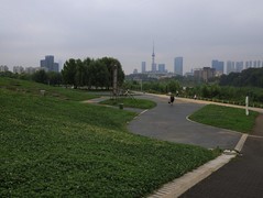 鸭嘴公园开满车前草