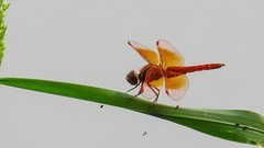 昆虫趣拍--蜻蜓，飞蛾