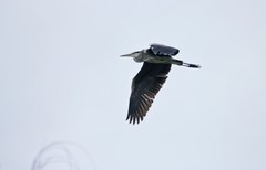 随拍——明湖鹭鸟