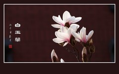 圣洁纯净的白玉兰花