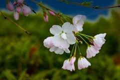 植物园拍樱花