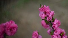 桃花岛赏桃花开