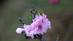 桃花岛赏桃花开