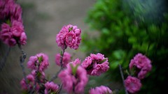 桃花岛赏桃花开