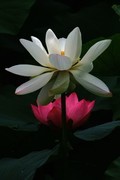 荷花 2026 — 7
