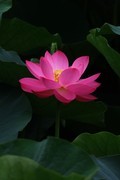 荷花 2026 — 7
