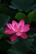 荷花 2026 — 7