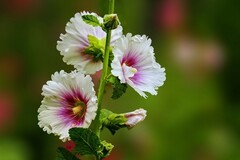 2026113 蜀葵花
