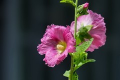 2026113 蜀葵花