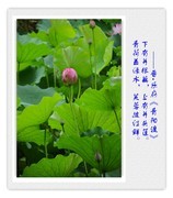 制作几片相框荷花照