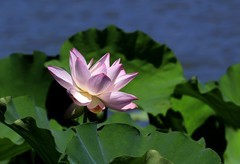 荷花 (3)