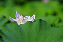 荷花 (3)