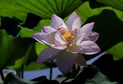 荷花 (3)