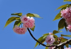 2026花卉植物赏析———樱花【续完】