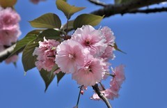 2026花卉植物赏析———樱花【续完】