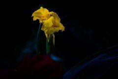 百花园
