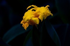 百花园