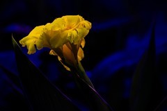 百花园