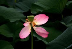 公园荷花（12）