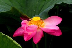 公园荷花（12）