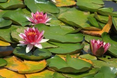 拍摄花卉一（828）