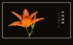 鲜艳婀娜的大花萱草