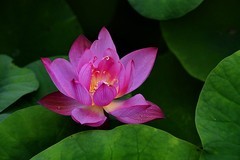 荷园荷花