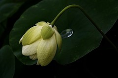 荷园荷花