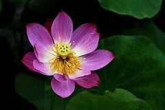 荷园荷花