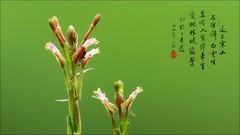 草丛中的光影