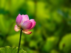 时光公园的荷花开了