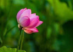时光公园的荷花开了