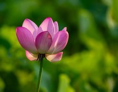 时光公园的荷花开了
