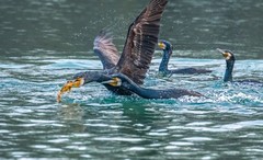 明湖鸬鹚（三）