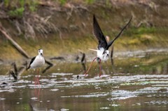 鸟中仙子---黑翅长脚鹬（十二）