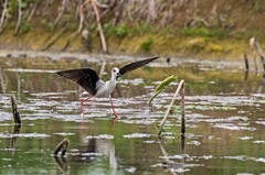 鸟中仙子---黑翅长脚鹬（十二）