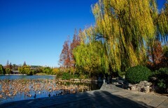 大明湖初冬景色（十）