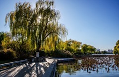 大明湖初冬景色（十）