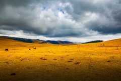 新疆喀拉峻草原 14