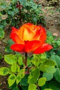 【镜头里】第1686号：微距花卉（三）