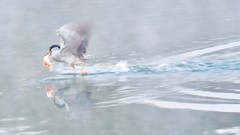 【视觉光影】明 湖 拍 鸟 （16）
