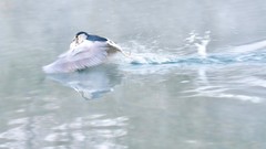 【视觉光影】明 湖 拍 鸟 （16）