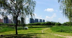 月亮湖夏日