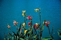 夏日——公园杂拍