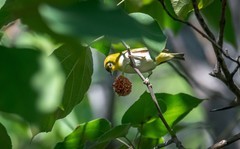 绣眼鸟（三十三）