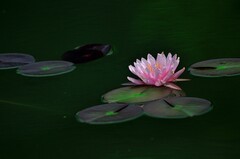 【视觉光影】夏 日 荷 莲 （10）