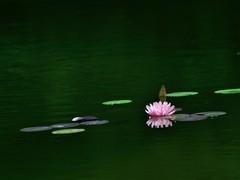 【视觉光影】夏 日 荷 莲 （10）
