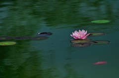 【视觉光影】夏 日 荷 莲 （10）