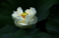 白荷花(11)